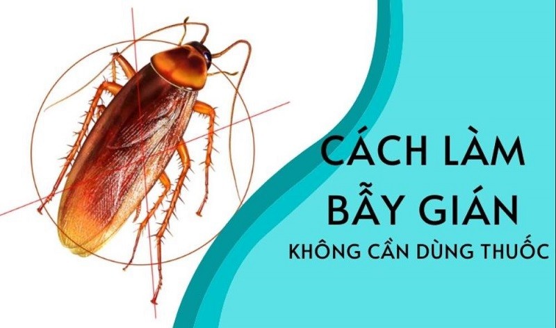 Cách bẫy gián