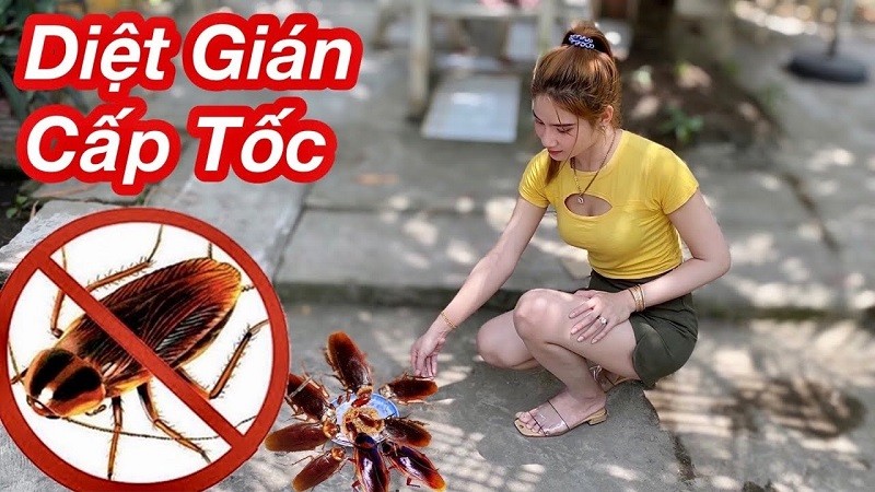 Cách diệt gián