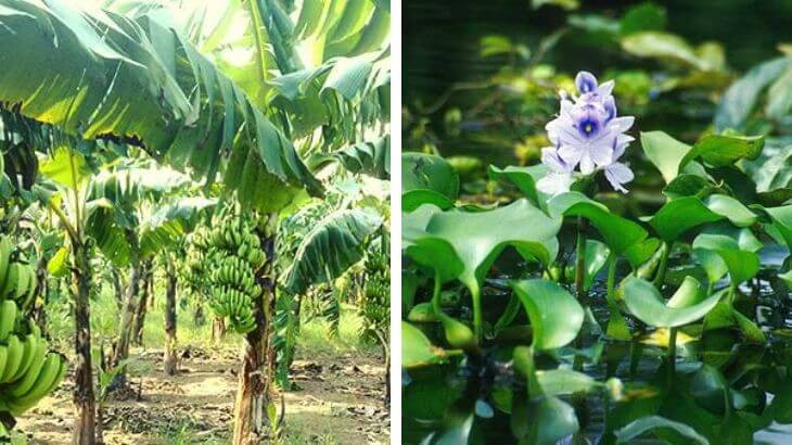 Cách thau rửa bể nước ngầm bằng cây chuối tươi và bèo lục bình
